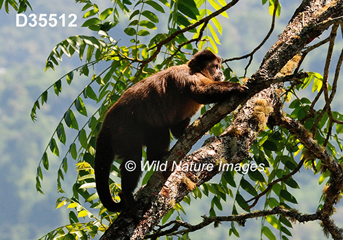 Black-horned Capuchin (Sapajus nigritus)